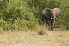 Die Tierwelt in den Nationalparks von Uganda ist vielfältig, auch wenn größere Herden wie in anderen Teilen Afrikas fehlen. In den vergangenen 15 Jahren hat sich das ostafrikanische Land äußerst bemüht, seinen Tierreichtum abzusichern. In diesem Album finden sich die einzigartigen Berggorillas von Bwindi, Elefanten, Nilpferde, Antilopen, Paviane, Chamäleons uvm.