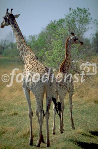 Zwei Giraffen auf der Pirsch: Die Giraffe hat eine gute Übersicht hat die Giraffe über die Bushlandschaft der Kalahari. A good view over the bush of the Kalahari has the giraf