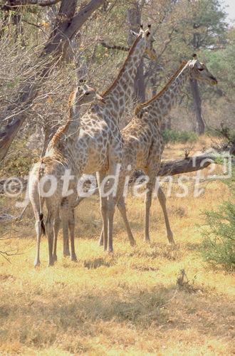 Giraffen in der Wildnis der Kalahari. Girafs in the wilderness of the Kalahari-desert. 