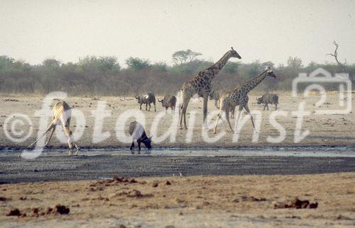 Das Okavango-Delta, der Welt grösstes Binnendelta in der Kalahari, ist ein Biotop für Fauna und Flora. 