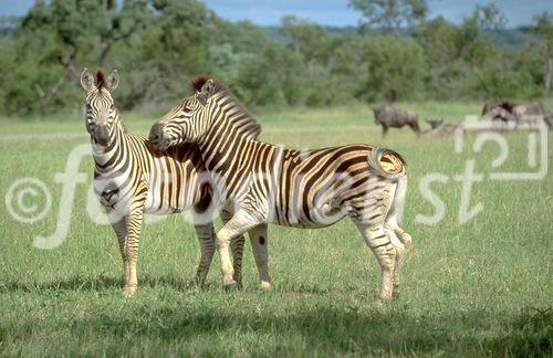 Zwei Zebras schmusend in der Kalahari. Two zebras in the Kalahari-desert