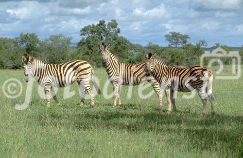 Drei Zebras in der Kalahari. Three Zebras in the Kalahari-desert