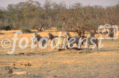 Eine kleine Herde Zebras in der Kalahari. A small herd of zebras in the Kalahari-desert