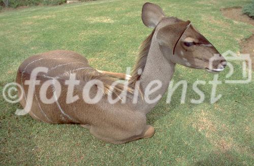 Ein Kudu, eine afrikanische Gazellen-Art. A south african kudu