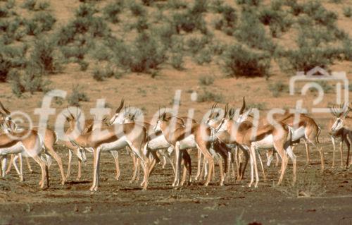 Safari: Eine Herde von Antilopen am einer Wasserstelle in der Kalahari. A herd of Antilopes in the Kalahari desert near a waterhole.