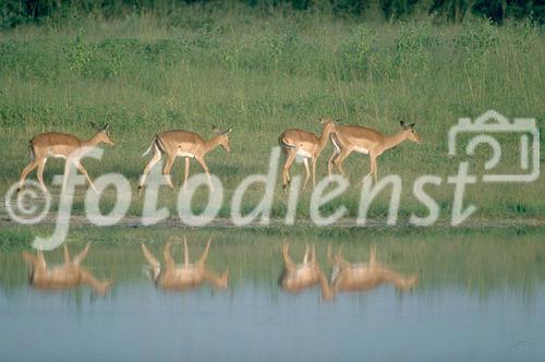 Safari: Eine Herde von Antilopen am einer Wasserstelle in der Kalahari. A herd of Antilopes in the Kalahari desert near a waterhole.