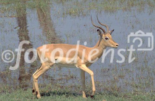 Auf Safari sind in der Kalahari viele Antilopen zu sehen. Besonders an den Tränken und Wasserstellen