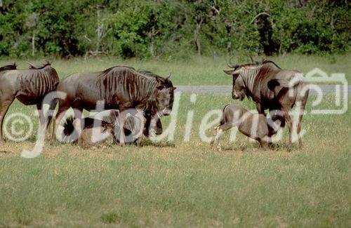 Eine Herde Gnus beim herumtollen in der Kalahari, A herd of Gnus in the Kalahari-desert