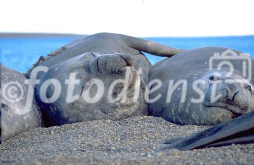 Drei See-Elefanten liegen faul am Strand der Isla Valdez in Patagonien. 3 See-Elephants relaxing at the beach of island Valdez in Patagonia