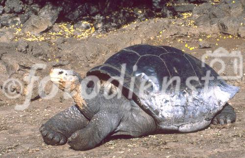 Urzeit-Tier: Galapagos-Schildkröte am Sandstrand. Galapagos-turtle walking at the beach