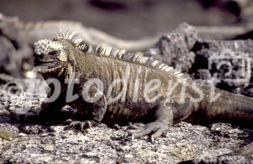 Galapagos-Iguanas. Galapagos-Iguanas, Reptilien; Artenvielfalt; Naturparadies; Tierschutz, Touristen, 