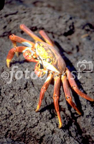 Feuerrote Meeres-Krabben auf Galapagos. fire-red ocean-crab on Galapagos-Island