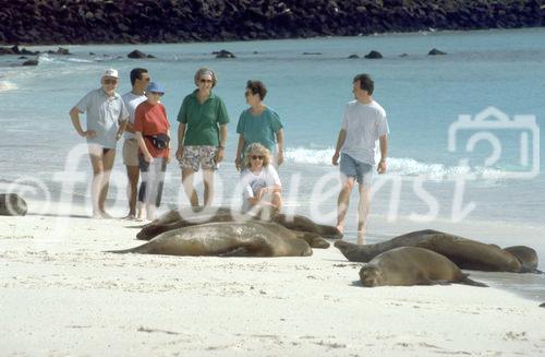 Ocean-Animals, Meeres-Tiere, Seelöwen, seals