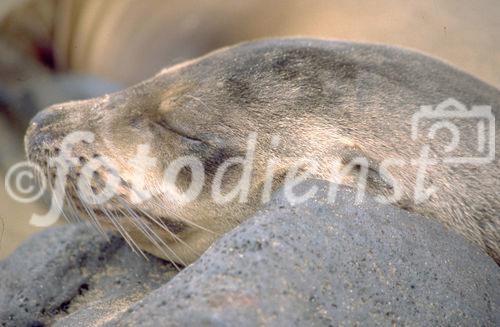 Ocean-Animals; Meeres-Tiere; Seelöwen; seals; Tierschutz; NAtionalpark; Touristen; cruise-tourists; eco-tourism; Artensterben; Artenschutz