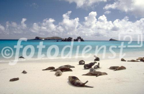 Ocean-Animals; Meeres-Tiere; Seelöwen; seals; Tierschutz; NAtionalpark; Touristen; cruise-tourists; eco-tourism; Artensterben; Artenschutz, Ocean, Meer, Inseln, islands, 