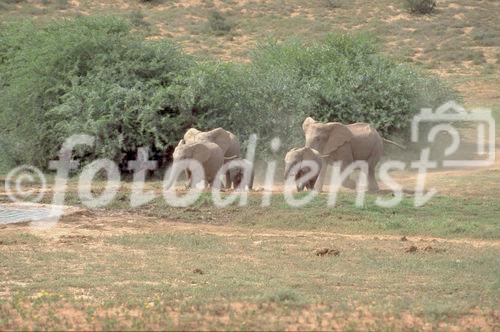 Eine auf das Wasserloch zurennende junge Elefantenherde im Addo elefant Park. A herd of young elephants running to the waterwhole. 