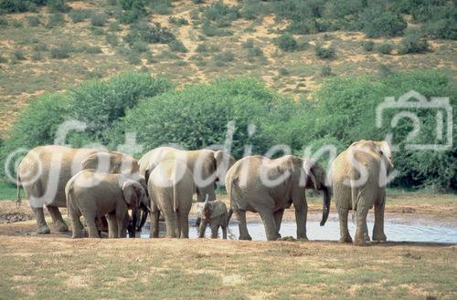 Elefantenherde am Wasserloch im Addo Elefant Park, elephant-herd at the waterwhole in Addo Elefant Park near Port Elizabeth