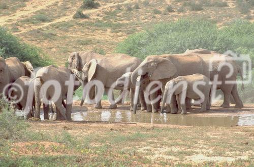 Was für ein Spass für die Elefanten und JUngtiere. Ein Bad im Wasserloch und Herumspritzen. Elephants are enjoying the waterwhole in Addo Elefant Park