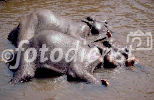 Indische Elefanten baden im Fluss. Indian Elefants taking a cooling bath in the river.