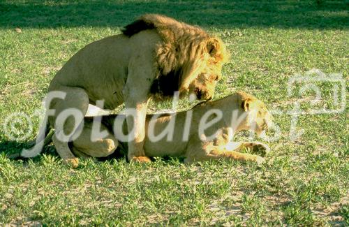 Löwenpaar beim Liebesspiel (kopulieren), lions mating in the wilderness