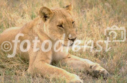 Löwen-Mutter in der Kalahari. lion-female relaxing  in the Kalahari desert