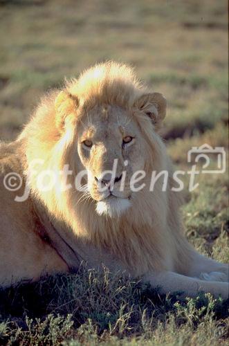 Ein Löwenmännchen mit prächtiger Mähne. A lion with 