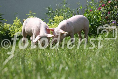 (C) fotodienst/Anna Rauchenberger - Wien, 12.06.2008 - Genuss Profi Weinviertler Schwein