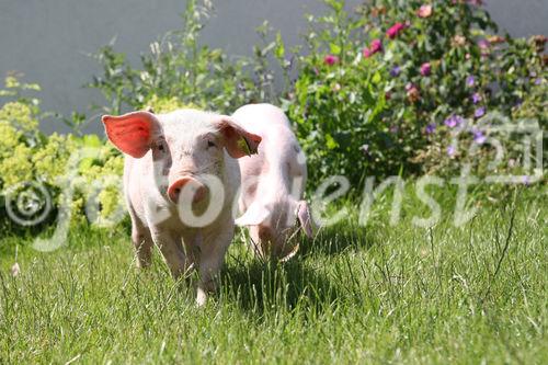 (C) fotodienst/Anna Rauchenberger - Wien, 12.06.2008 - Genuss Profi Weinviertler Schwein