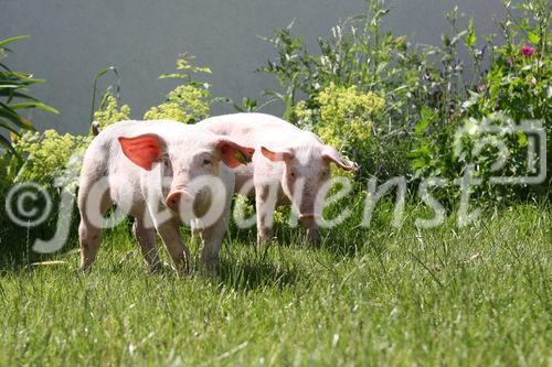 (C) fotodienst/Anna Rauchenberger - Wien, 12.06.2008 - Genuss Profi Weinviertler Schwein