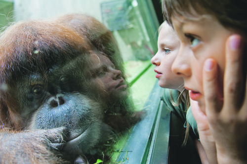 Kinder, children in Basel's Zoo bei den Orang Utan