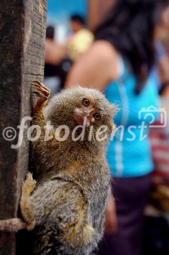 Peru; Amazonas-Region, Loreta-Department, Iquitos-City, Markt, Tierhandel, Affe,

Peru, Amazonas-Department Loreta, Iquitos-City, animal-trade,  endangered species
