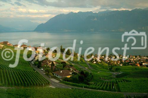 Das Weinanbaugebeit Lavaux am Genfersee zählt seit 2007 zu den Unesco-Weltkulturerbe
und offenbart den landwirtschaftlichen Reichtum am den Gestaden des Genfersees.
The Wineyards of Lavaux at lake Geneve is listed since 2007 on the Unesco World heritages
and shows the agricultural richness for the farmers as well as the beautyfull landscape
