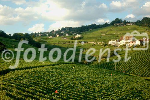 Das Weinanbaugebeit Lavaux am Genfersee zählt seit 2007 zu den Unesco-Weltkulturerbe
und offenbart den landwirtschaftlichen Reichtum am den Gestaden des Genfersees bei der Fahrt mit der Bahn von Vevey nach Lausanne.
The Wineyards of Lavaux at lake Geneve is listed since 2007 on the Unesco World heritages
and shows the agricultural richness for the farmers as well as the beautyfull landscape in between Vevey and Lausanne on the train
