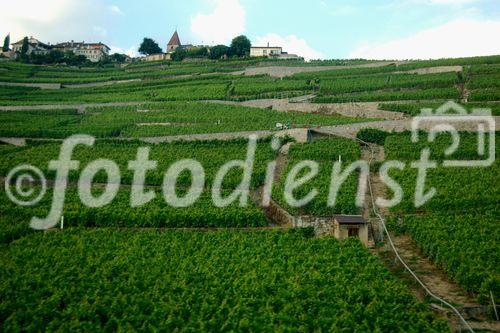 Das Weinanbaugebeit Lavaux am Genfersee zählt seit 2007 zu den Unesco-Weltkulturerbe
und offenbart den landwirtschaftlichen Reichtum am den Gestaden des Genfersees bei der Fahrt mit der Bahn von Vevey nach Lausanne.
The Wineyards of Lavaux at lake Geneve is listed since 2007 on the Unesco World heritages
and shows the agricultural richness for the farmers as well as the beautyfull landscape in between Vevey and Lausanne on the train
