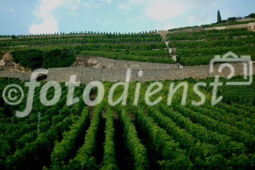 Das Weinanbaugebeit Lavaux am Genfersee zählt seit 2007 zu den Unesco-Weltkulturerbe
und offenbart den landwirtschaftlichen Reichtum am den Gestaden des Genfersees bei der Fahrt mit der Bahn von Vevey nach Lausanne.
The Wineyards of Lavaux at lake Geneve is listed since 2007 on the Unesco World heritages
and shows the agricultural richness for the farmers as well as the beautyfull landscape in between Vevey and Lausanne on the train
