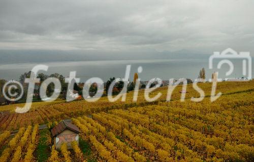 Weltkulturerbe Lavaux mit den gelben Rebhängen in farbenprächtiger Herbstblüte. World Heritage Lavaux with it's wineyards along the Lake Geneva