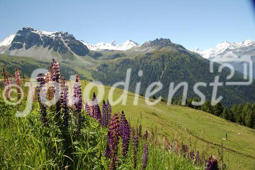 Nature-conservation contra tourism-interests: The valley Anniviers near Sion/Sierre offers a 5 day trip around the swiss alps with five fourthousand meters high mountains such as Weisshorn