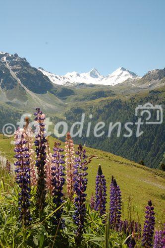 Nature-conservation contra tourism-interests: The valley Anniviers near Sion/Sierre offers a 5 day trip around the swiss alps with five fourthousand meters high mountains such as Weisshorn, Zinaltalhorn, Oberhabelhorn, Matterhorn und Dent-Blanche