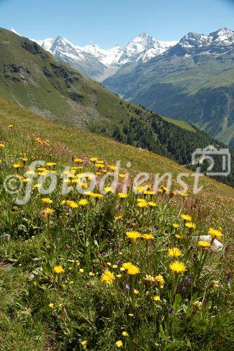 Das Val d’Anniviers bietet fünf Tagestouren rund ums Tal. Die Wanderer geniessen die herrliche Aussicht auf fünf Viertausender und die blühende Alpenflora