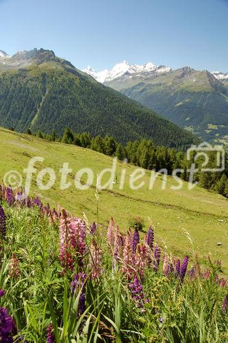 The valley Anniviers near Sion/Sierre offers a 5 day trip around the swiss alps with five fourthousand meters high mountains such as Weisshorn, Zinaltalhorn, Oberhabelhorn, Matterhorn und Dent-Blanche. Allong the trekking path are beautifull flowers growing