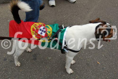 Portugiesischer Fussballfan mit in die Nationalfahne gehüllter Hund vor dem St. Jakobsstadion