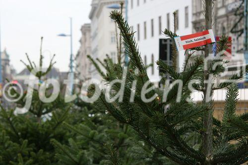 (C) fotodienst/Anna Rauchenberger - Wien 21.12.2006  - Ein Streifzug durch Wien. FOTO: Christbaum, Verkaufsstand Mariahilferstraße beim MQ.