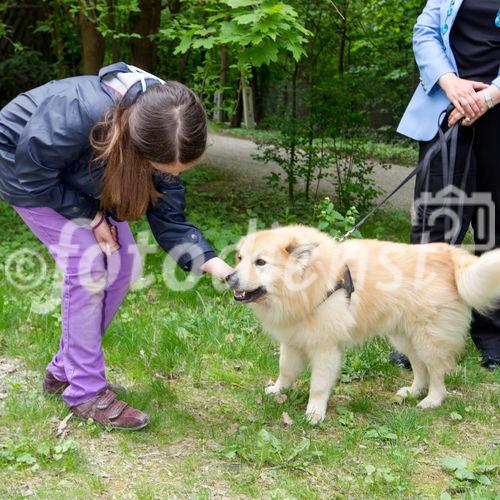 (c) fotodienst / Anna Rauchenberger - Wien, am 26.04.2011 - Das Gesundheitsministerium und der Verein 'Tierschutz macht Schule' präsentierten eine neue Initiative 'Mensch und Tier, aber sicher!' im Schönbrunner Schlosspark. FOTO: Ein Mädchen zeigt, wie man sich Hunden richtig nähert.