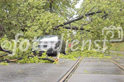 abgeknickter Baum stürzte auf Straßenbahnoberleitungen!
Nikon D100,
Hdr-Bild,