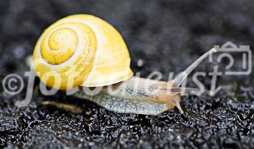 (c) Daniel K. Gebhart / fotex.at - Symbolbild - Schneckenpost - Langsamkeit - In der Ruhe liegt die Kraft.