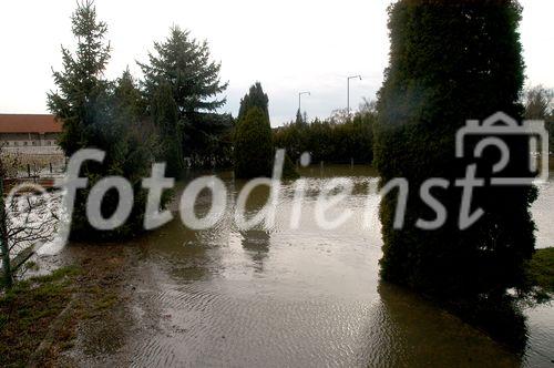 (C) fotodienst/Walter Vymyslicky - Dürnkrut 03.04.2006 - FOTO.: Auch die Gärten sind unter Wasser