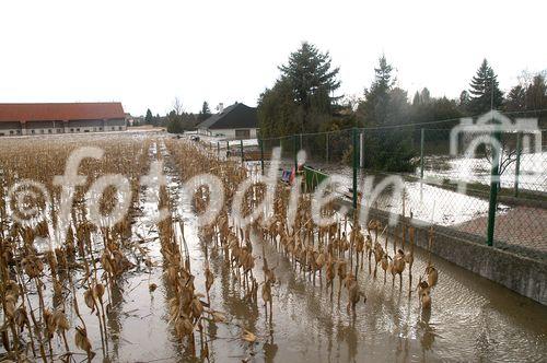 (C) fotodienst/Walter Vymyslicky - Dürnkrut 03.04.2006 - FOTO.: Auch die Gärten sind unter Wasser