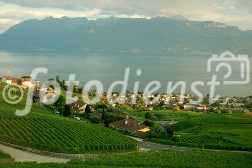 Das Weinanbaugebeit Lavaux am Genfersee zählt seit 2007 zu den Unesco-Weltkulturerbe
und offenbart den landwirtschaftlichen Reichtum am den Gestaden des Genfersees.
The Wineyards of Lavaux at lake Geneve is listed since 2007 on the Unesco World heritages
and shows the agricultural richness for the farmers as well as the beautyfull landscape. 
Für Weinliebhaber: Die Weinkelleradressen der regionalen Gemeinden lauten: www.lutry.ch, www.cavaucorto.ch, www.caveau-cully.ch, www.caveau-epesses.ch, www.chardonee.ch, www.rivaz.ch
