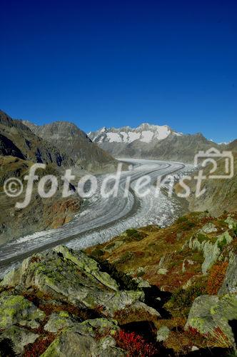 Von der Moosfluh (auf 2333 MüM) oberhalb der Riederalp haben Wanderer und Biker einen herrlichen Blick auf den längsten Gletscher der Schweizer Alpen. From Moosfluh above Riederalp trekkers and bikers have a wonderfull view to the longest melting glacier in the Swiss Alps