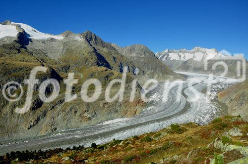 Von der Moosfluh (auf 2333 MüM) oberhalb der Riederalp haben Wanderer und Biker einen herrlichen Blick auf den längsten Gletscher der Schweizer Alpen. From Moosfluh above Riederalp trekkers and bikers have a wonderfull view to the longest melting glacier in the Swiss Alps